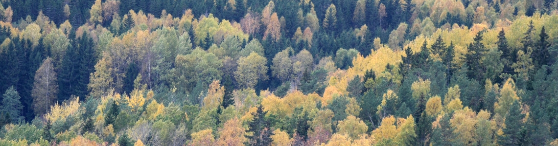 Landskapsvy över blandskog i höstfärger.